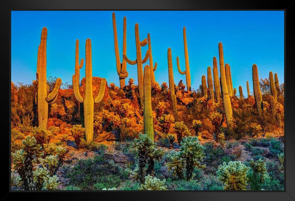 Saguaros at Dusk Saguaro National Park Photo Photograph Art Print Stand or Hang Wood Frame Display Poster Print 13x9