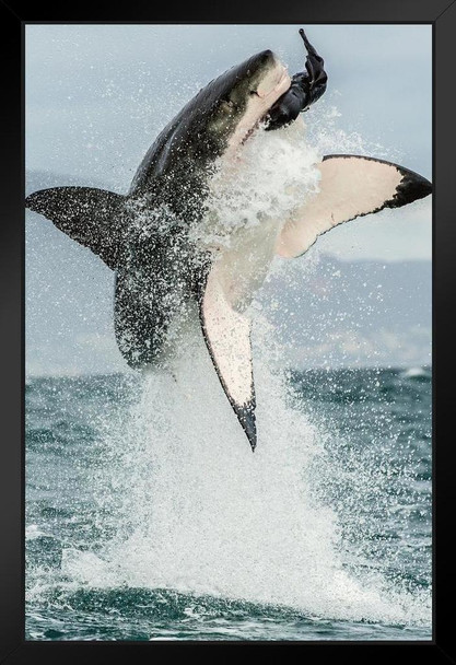 Great White Shark Jumping Out of Water Action Shark Posters For Walls Shark Pictures Cool Great White Shark Picture Great White Shark Art Wildlife Shark Jaws Stand or Hang Wood Frame Display 9x13