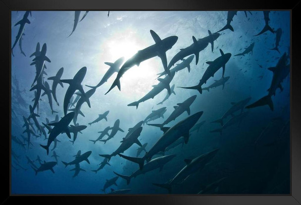 Schools of Silky Sharks During Mating Rituals Photo Photograph Art Print Stand or Hang Wood Frame Display Poster Print 13x9