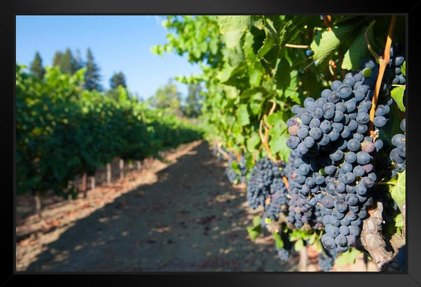 Clusters of Grapes on the Vines at a Vineyard Photo Photograph Art Print Stand or Hang Wood Frame Display Poster Print 13x9