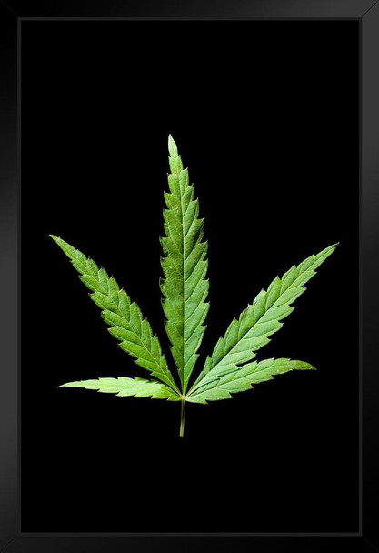 Marijuana Cannabis Weed 420 Leaf Photo Photograph Art Print Stand or Hang Wood Frame Display Poster Print 9x13