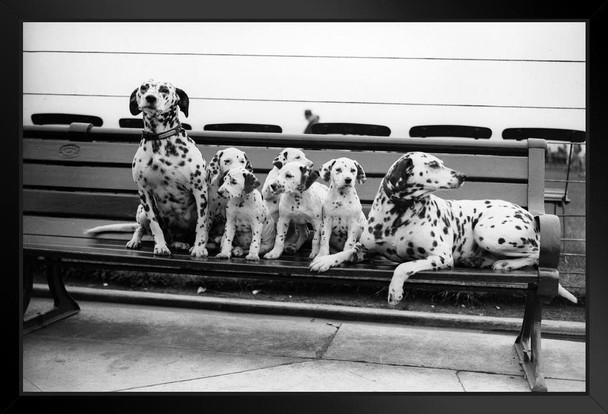 Spotty Family Dalmations Black and White Puppy Posters For Wall Funny Dog Wall Art Dog Wall Decor Puppy Posters For Kids Bedroom Animal Wall Poster Cute Animal Stand or Hang Wood Frame Display 9x13