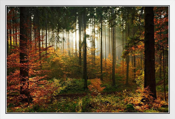 Daybreak Sun Filtering In Autumn Spruce Tree Forest Photo National Mountain Nature Landscape Park Scenic Scenery Parks Picture America Trees Foliage Leaves White Wood Framed Art Poster 20x14