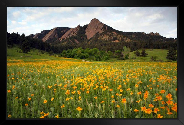 Blooming Yellow Flowers Chataugua Park Colorado Photo Photograph Art Print Stand or Hang Wood Frame Display Poster Print 13x9