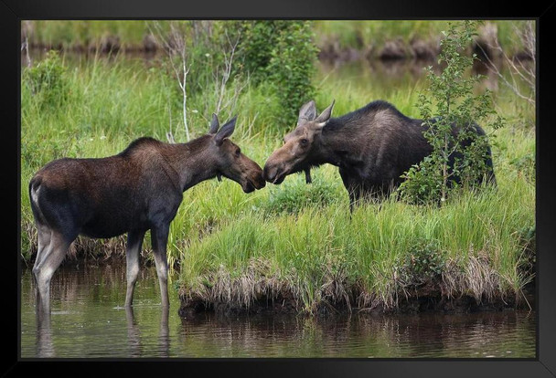 Two Moose Checking In Rocky Mountains Colorado Photo Photograph Art Print Stand or Hang Wood Frame Display Poster Print 13x9