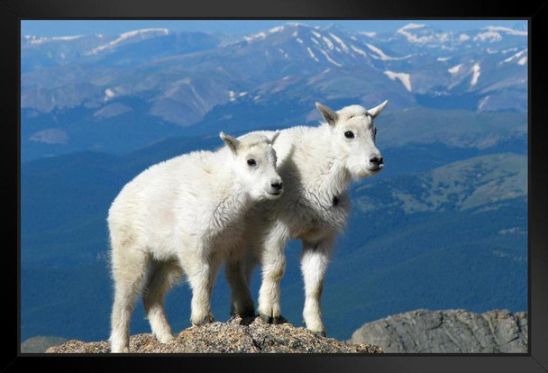 Best Pals Forever White Kid Goats Rocky Mountains Photo Photograph Art Print Stand or Hang Wood Frame Display Poster Print 13x9