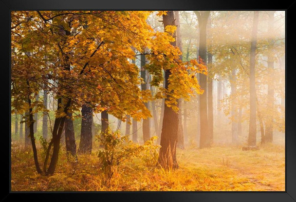 Autumn Trees in the Misty Forest Photo Photograph Art Print Stand or Hang Wood Frame Display Poster Print 13x9