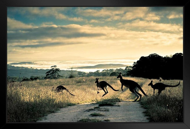 Scattering Rays Roos and Rosella Photo Photograph Art Print Stand or Hang Wood Frame Display Poster Print 13x9