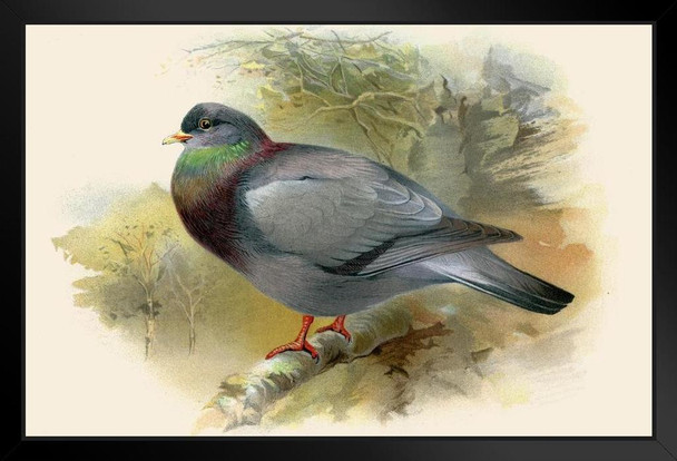 Stock Dove Sitting on Branch Antique 1900 Illustration Bird Pictures Wall Decor Beautiful Art Wall Decor Feather Prints Wall Art Nature Wildlife Animal Bird Stand or Hang Wood Frame Display 9x13