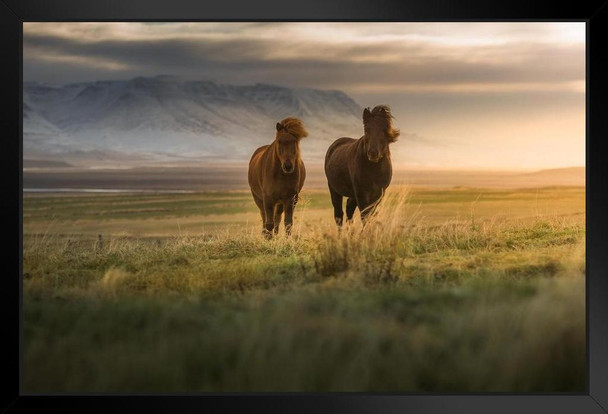 Icelandic Horses in the Field at Dawn Wild Horses Decor Galloping Horses Wall Art Horse Poster Print Poster Horse Pictures Wall Decor Running Horse Breed Poster Stand or Hang Wood Frame Display 9x13