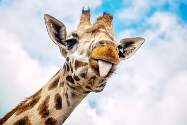 Laminated Giraffe Tongue Sticking Out Close Up of Face Looking Into Camera Safari Wildlife Animal Funny Cute Nursery Bedroom Colorful Poster Dry Erase Wall Art 24x36