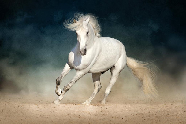 Laminated Wild White Andalusian Horse Animal Wild Horses Decor Galloping Horses Wall Art Horse Poster Print Poster Horse Pictures Wall Decor Running Horse Breed Poster Dry Erase Wall Art 36x24