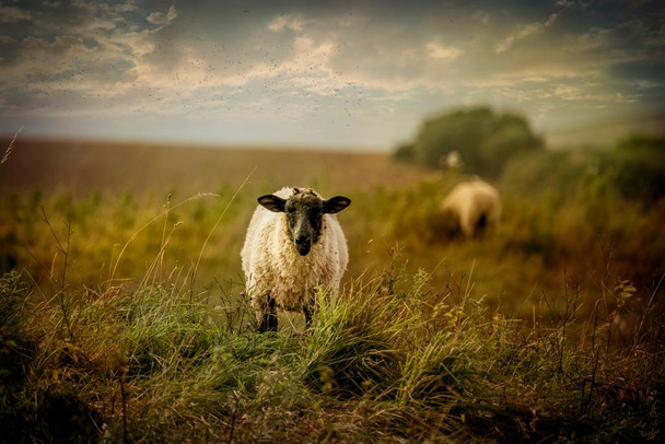 Laminated Sally Sheep by Chris Lord Photo Photograph Sheep Posters Farm Animals Wall Art Sheep Artwork Sheep Decor Country Sheep Decor Farm Animal Pictures Wall Decor Poster Dry Erase Wall Art 36x24
