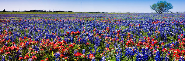 Famous Texas Bluebonnet And Paintbrush Wildflowers Panoramic Photo Photograph Cool Wall Decor Art Print Poster 36x12