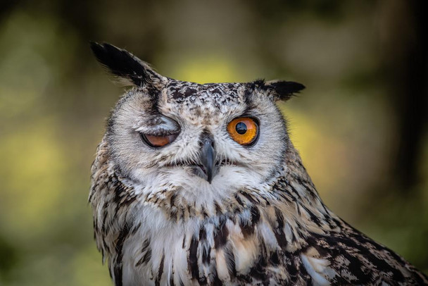 Winking Owl Face Close Up Looking at Camera Wildlife Animal Bird Photo Cute Funny Image Photography Cool Wall Decor Art Print Poster 24x36