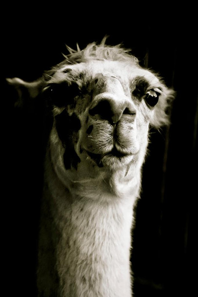 Alpaca Face Close Up View Black and White Animal Photography Face Cute Funny Llama Photo Picture Zoo Cool Wall Decor Art Print Poster 24x36