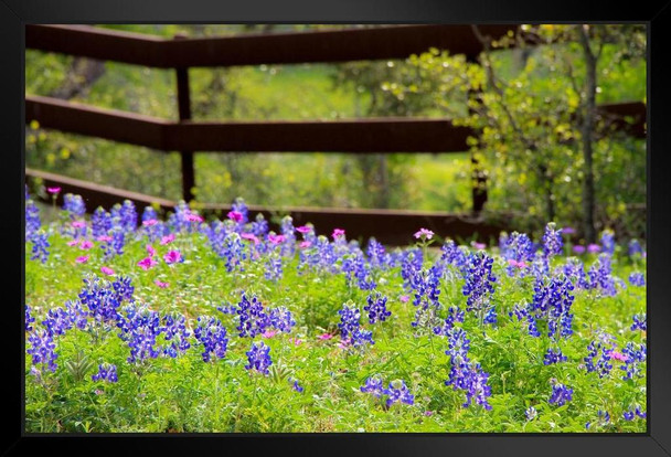 Texas Bluebonnets in a Fenced Field Pasture Photo Photograph Art Print Stand or Hang Wood Frame Display Poster Print 13x9