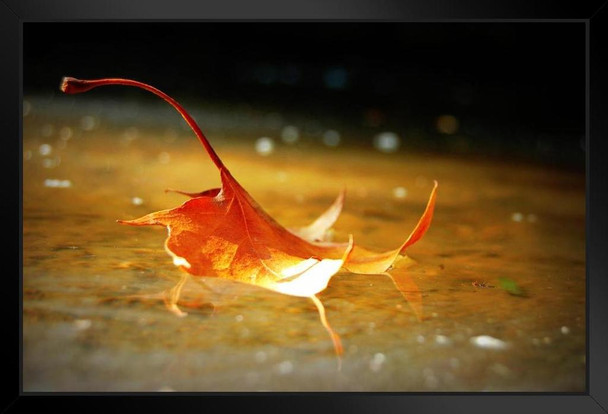 Fallen Leaf Floating on Water Photo Photograph Art Print Stand or Hang Wood Frame Display Poster Print 13x9