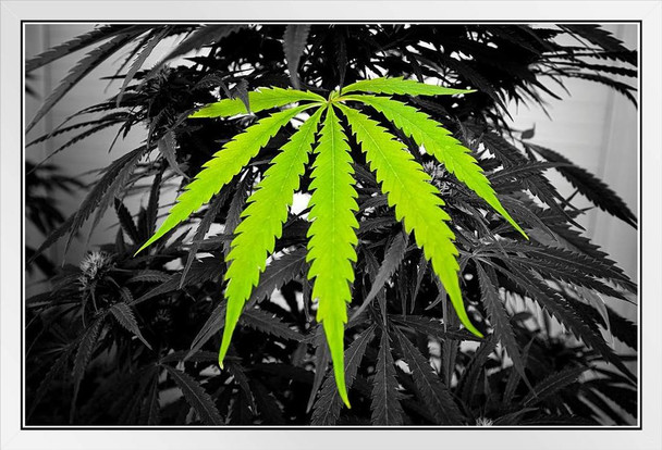 Marijuana Leaf and Plant Photo Photograph White Wood Framed Poster 20x14