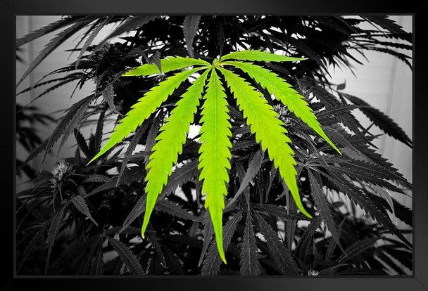 Marijuana Leaf and Plant Photo Photograph Art Print Stand or Hang Wood Frame Display Poster Print 13x9