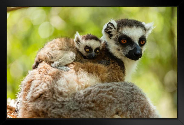 Ring Tailed Lemur and Baby Isalo National Park Photo Photograph Art Print Stand or Hang Wood Frame Display Poster Print 13x9