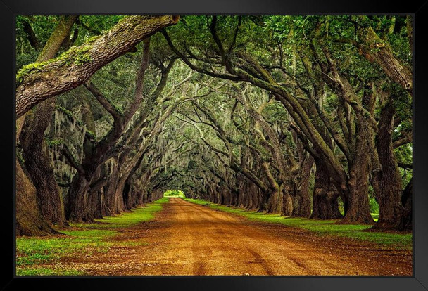 Oaks on Plantation Road Photo Photograph Art Print Stand or Hang Wood Frame Display Poster Print 13x9