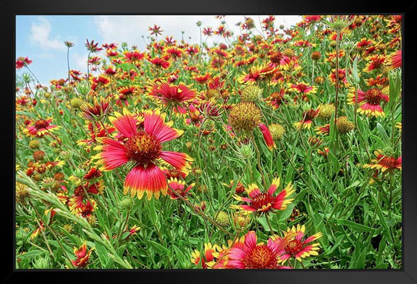 Field of Arizona Sun Blanket Flowers Photo Photograph Art Print Stand or Hang Wood Frame Display Poster Print 13x9