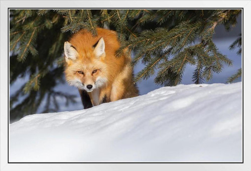 Loon Peak® Winter Watcher Red Fox Sitting In Snow Pictures For Wall Fox  Poster Fox Pictures For Wall Decor Cool Fox Wall Fox Animal Decor Wildlife Fox  Animal Wall Decor Framed On