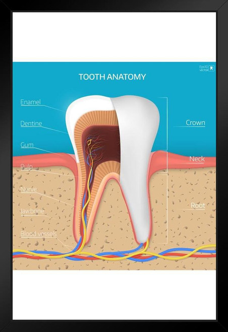 Dental Chart Wall Art Poster Dental Office Decor Nursing School