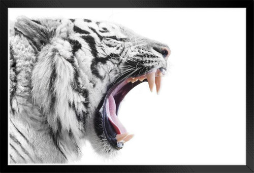 Photo & Art Print Face to face with white bengal tiger