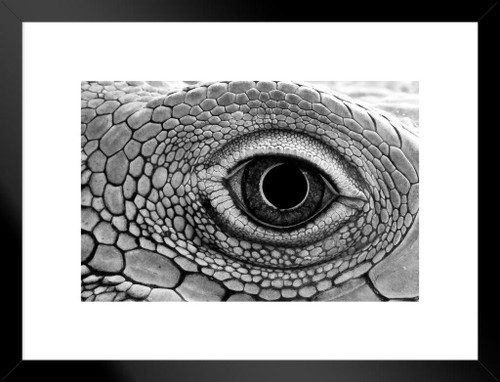 Reptile Skin Scales Iguana Green Macro Poster by KingFox