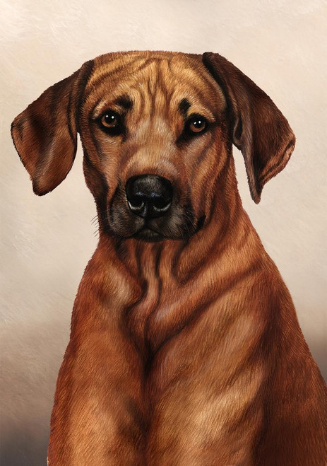 SET OF 3 - Rhodesian Ridgeback Dog by Tamara Burnett Box of 10 Blank ...