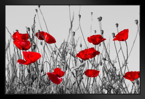 Red Poppies In Meadow Black And White Landscape Photo Black Wood Framed Art Poster 20x14 4474