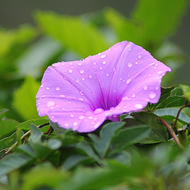 Growing & Planting Morning Glory Seeds