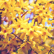 When to Cut Back Forsythia