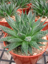aloe aristata succulent plant
