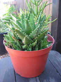 Aloe Nobilis Clump Succulent Plant