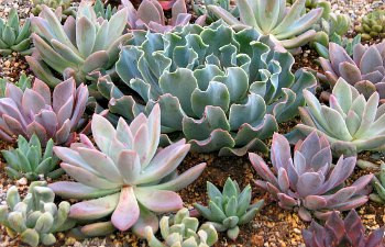 Succulent rosettes 8 plants