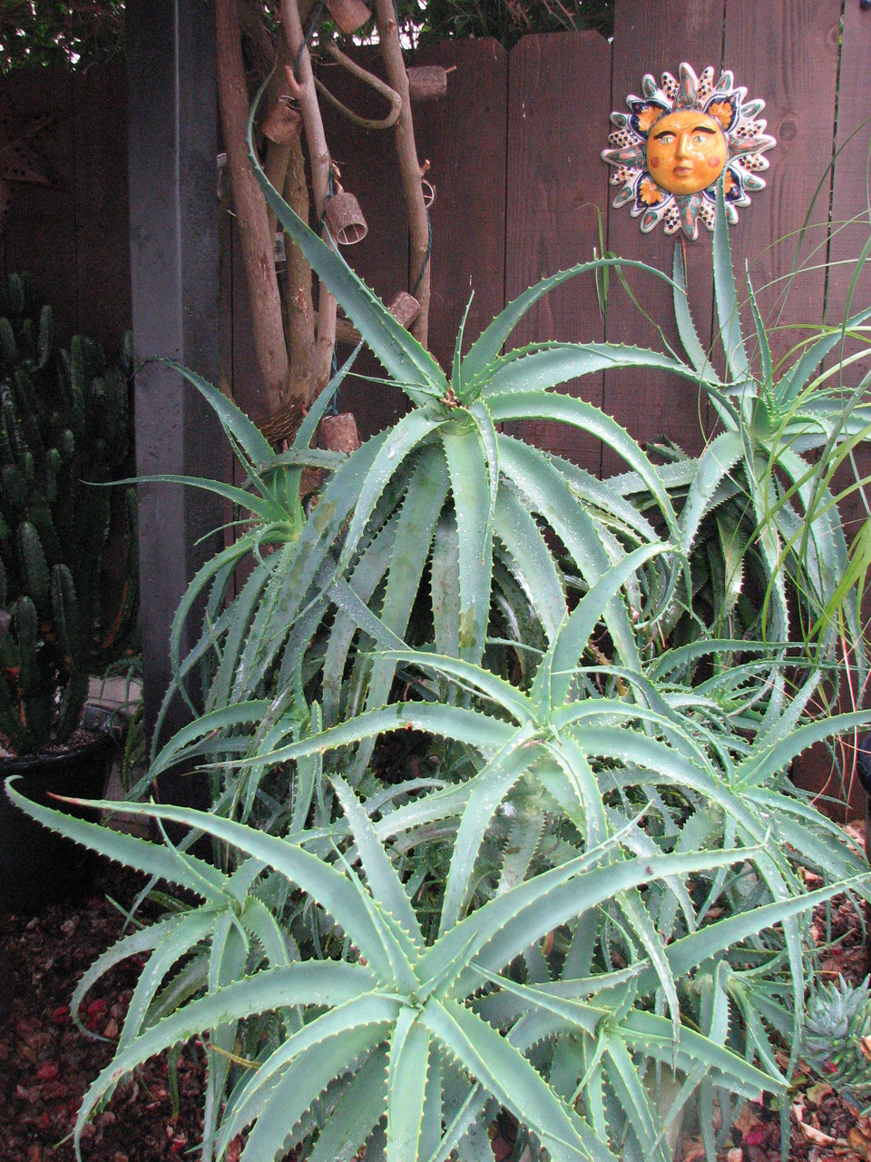 Aloe Spinossisima Succulent Plant