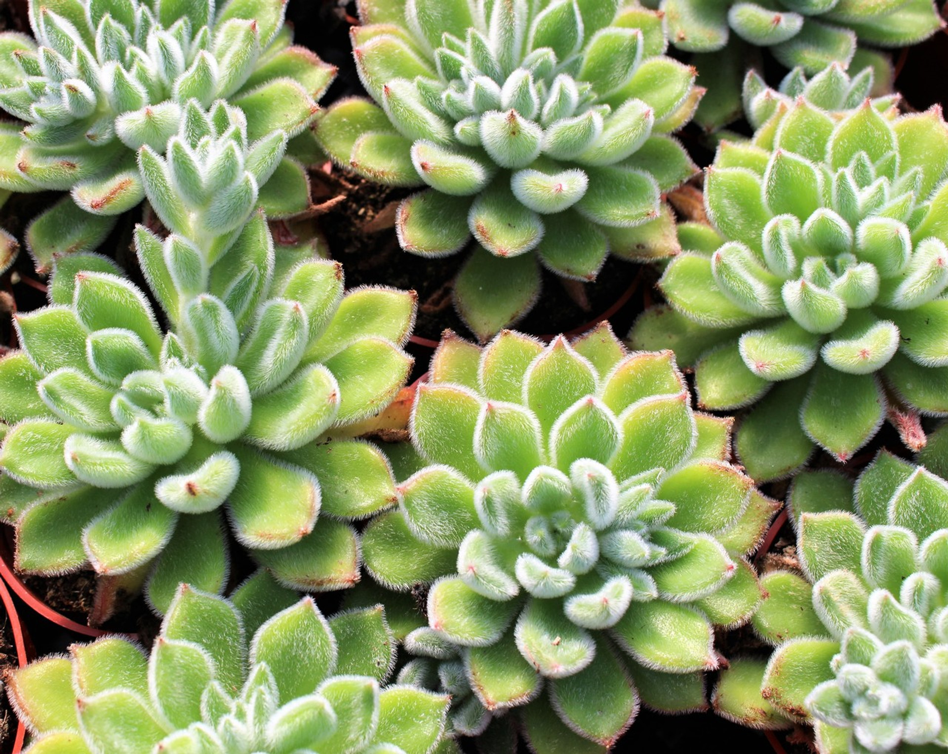 Echeveria Setosa Mexican Firecracker Succulent Rosette - Cactus Limon