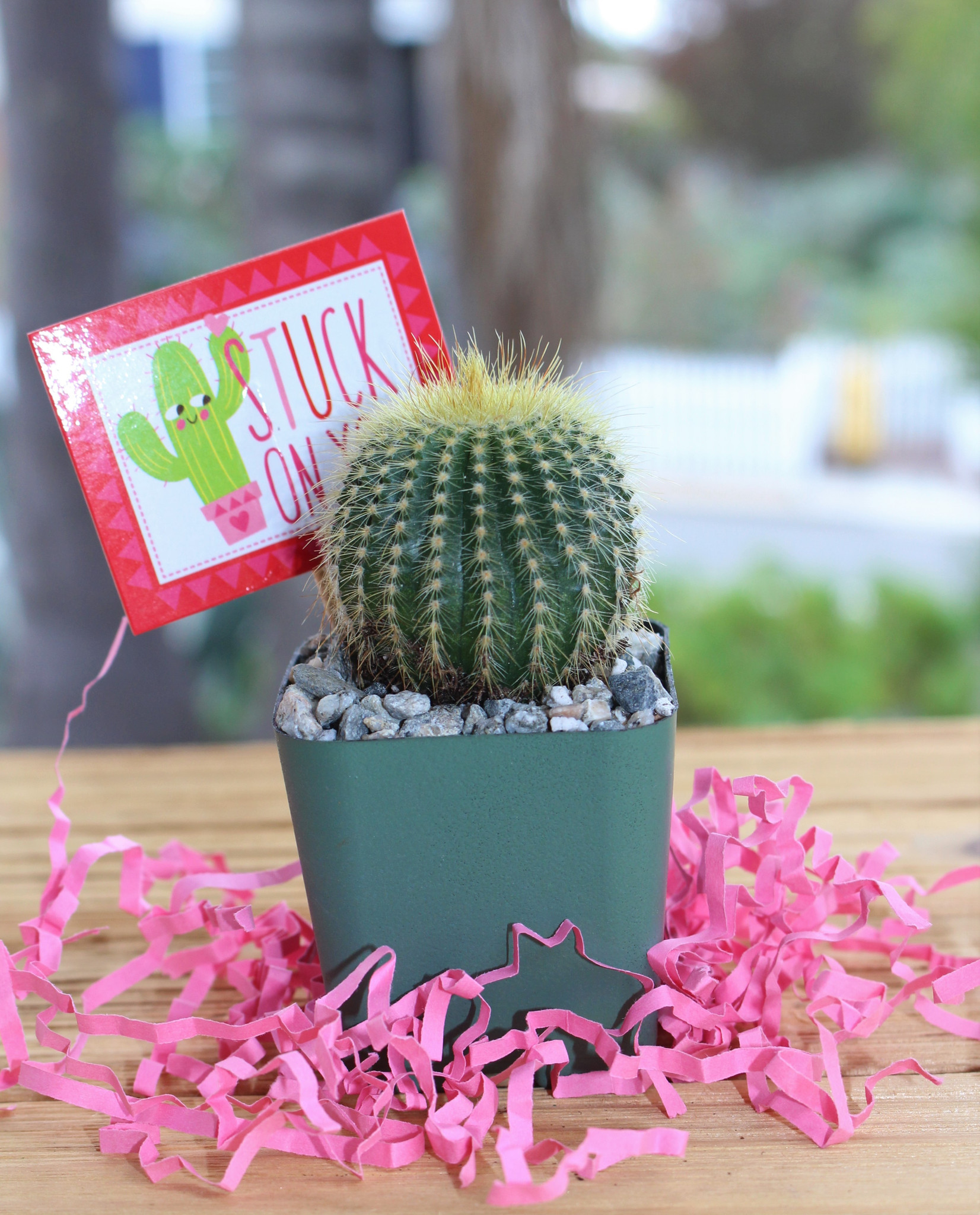 Mini Cactus Stuck on You Cactus Gift Box