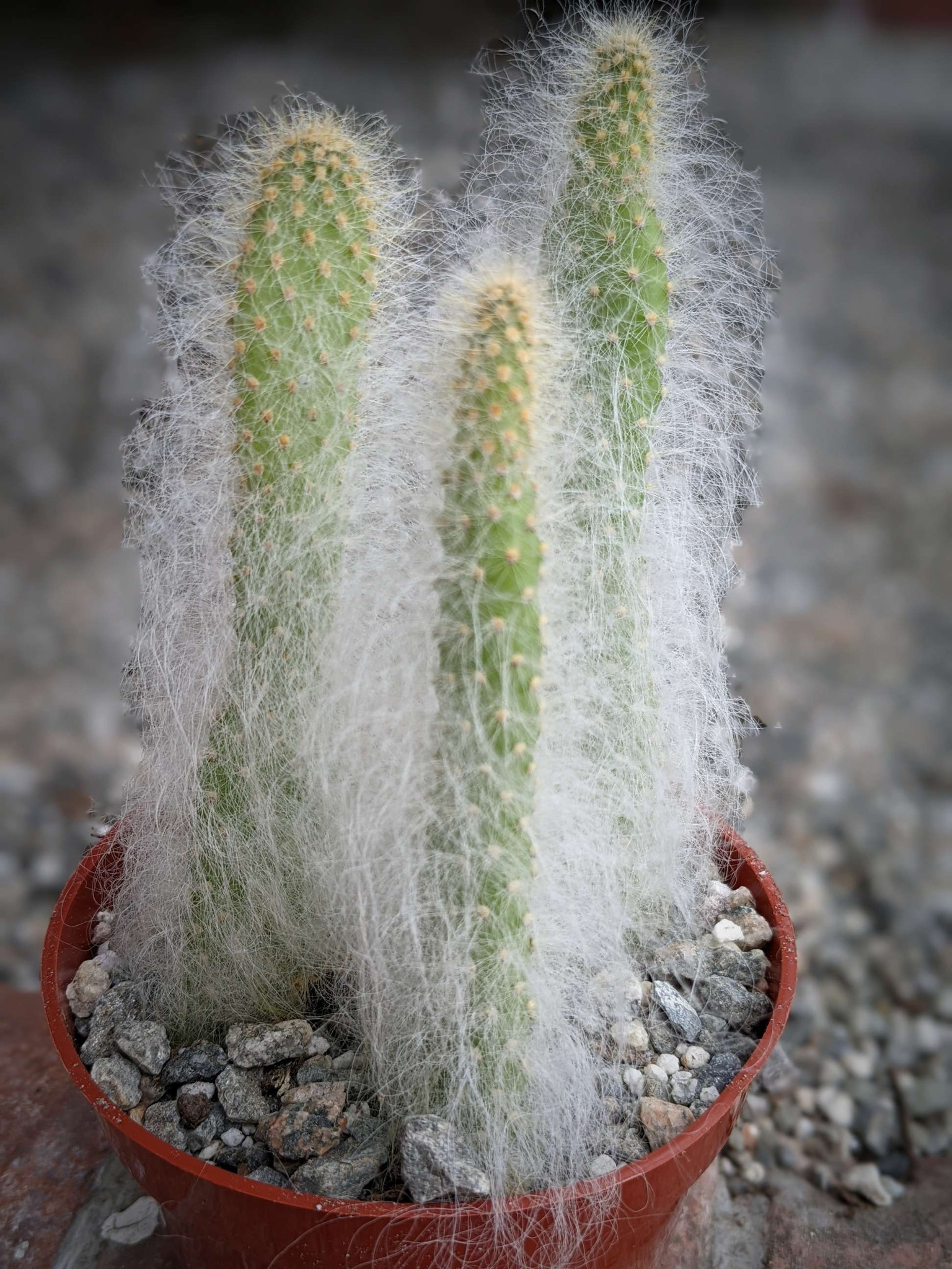 Opuntia Snow White Cactus Plant