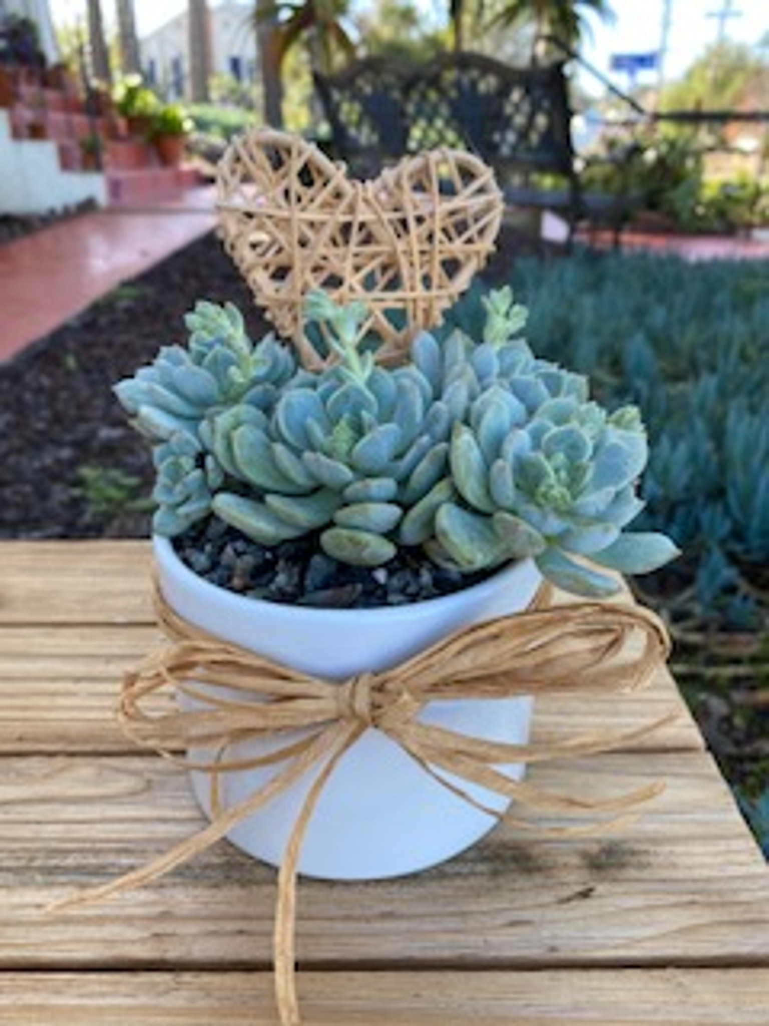 Succulents | Corporate Gifts with Logo | Verdant Garden | Lula's Garden®