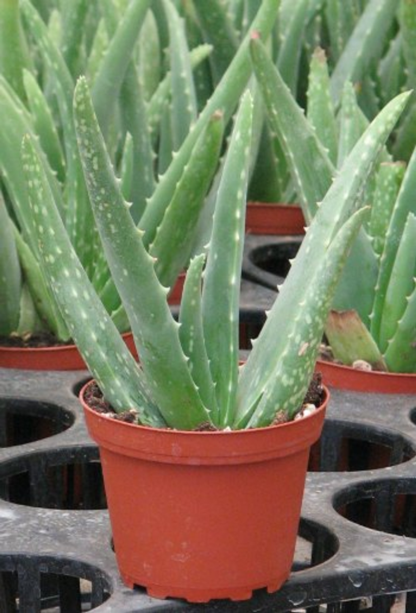 Aloe Vera medicine plant, Barbadensis