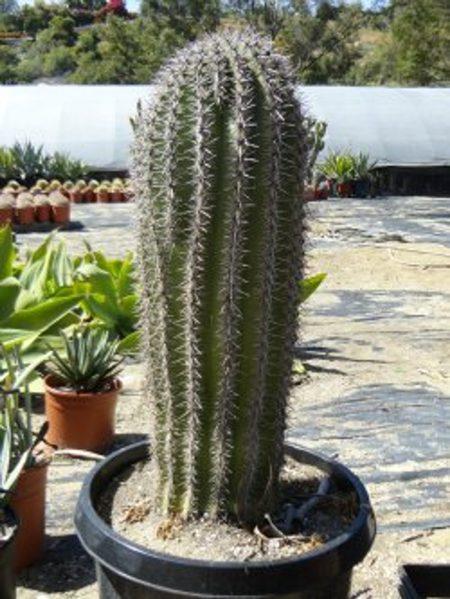 The extreme heat in Phoenix is withering some of its famed saguaro  cactuses, with no end in sight