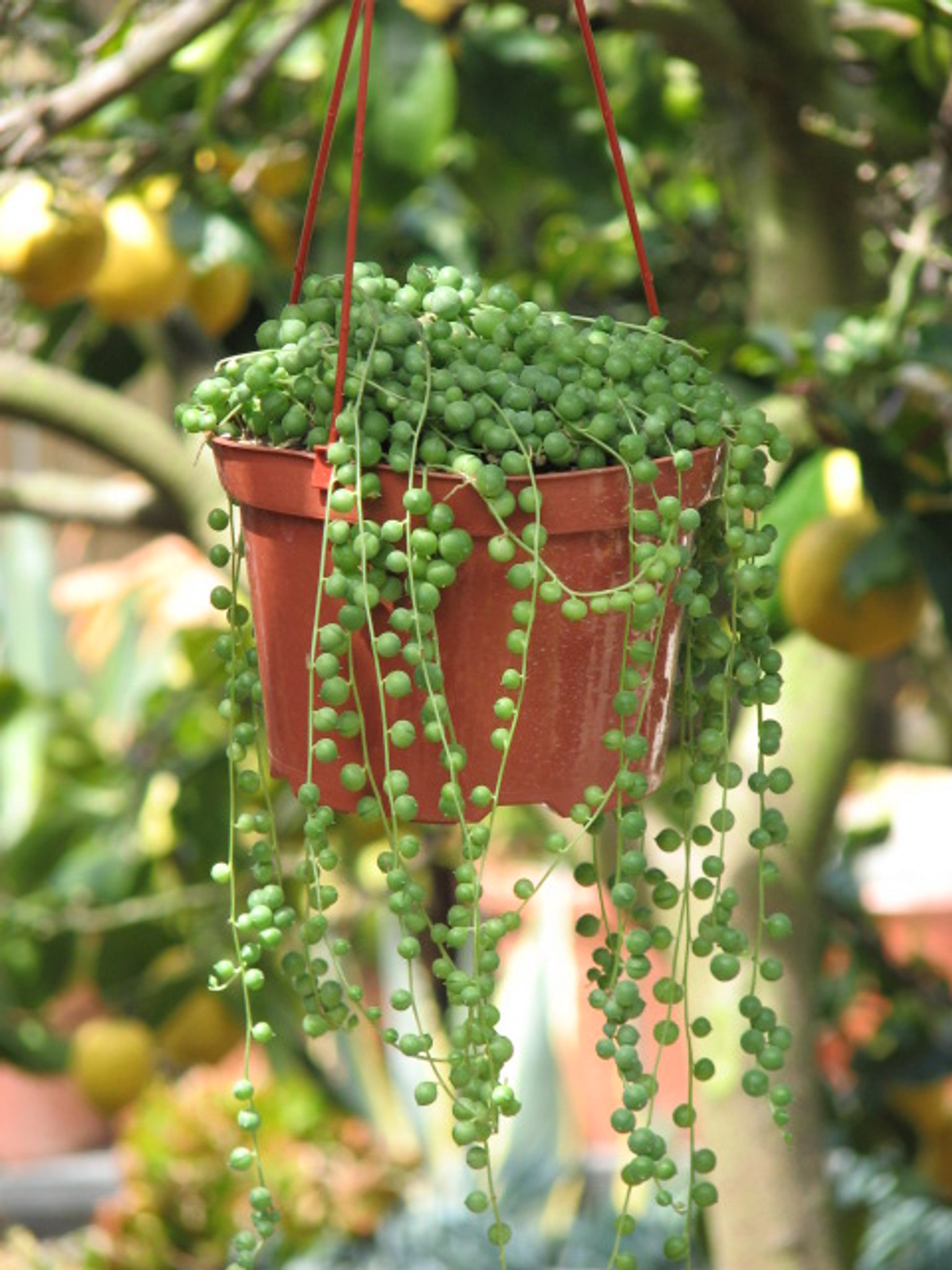 String of Pearls in a Hanging Basket - Urban Garden Center