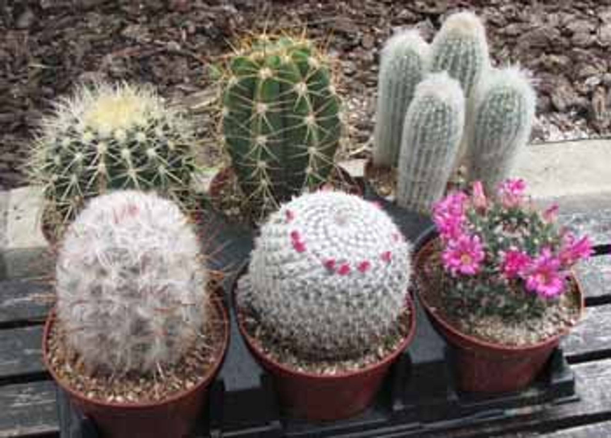 round cactus plants