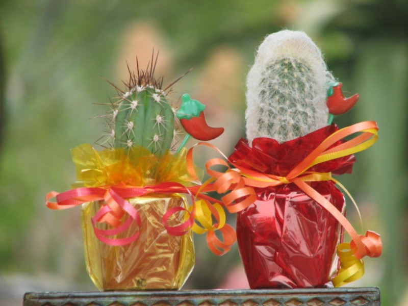 Mexican Fiesta Cactus Plants