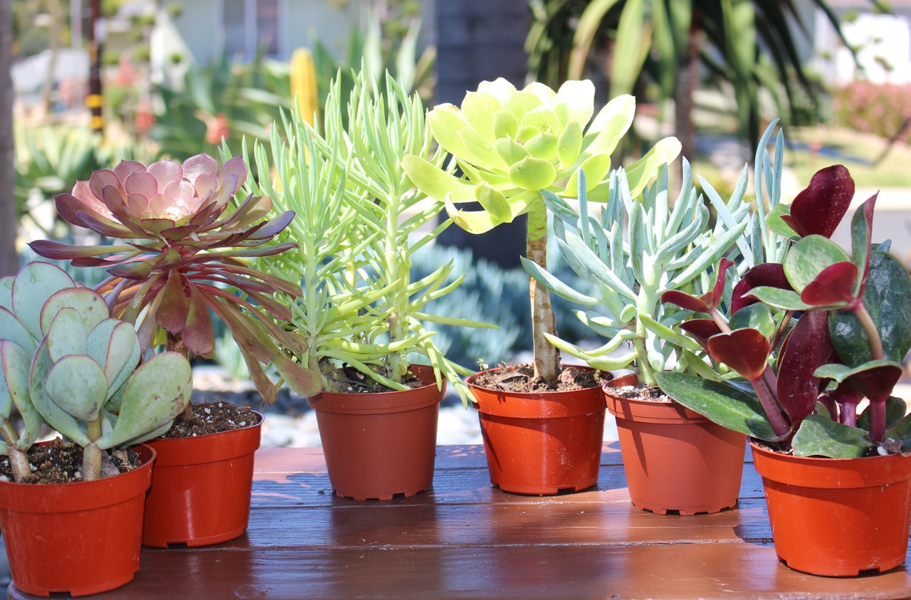 Cactus Limon Succulent Collection