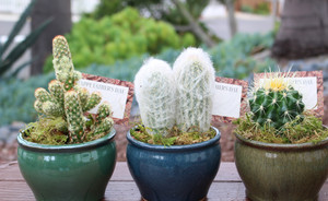 Cactus Potted plants in Glazed Pots